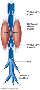 The muscular pump aiding venous return