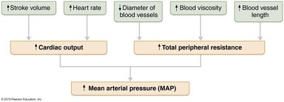 Major factors that increase MAP