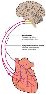 Chemoreceptor reflexes and neural control of blood pressure