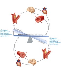 Baroreceptor reflexes for blood pressure homeostasis
