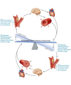 Baroreceptor reflexes for blood pressure homeostasis
