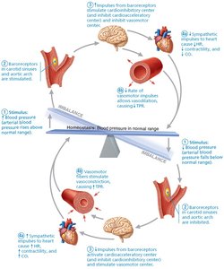 Baroreceptor reflexes for blood pressure homeostasis