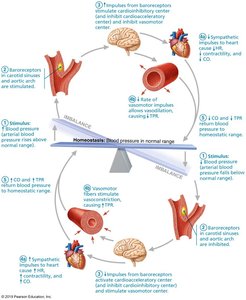 Baroreceptor reflexes for blood pressure homeostasis