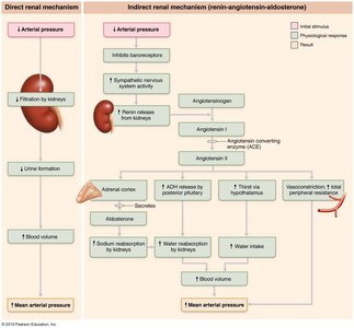 Direct and indirect renal mechanisms for BP control