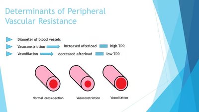 Diagram showing determinants of peripheral vascular resistance