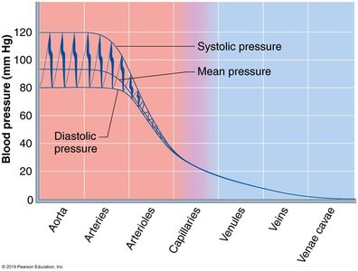 Graph of blood pressure in various blood vessels of the systemic circulation