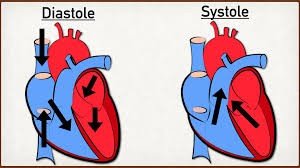 Diagram of heart during diastole and systole