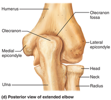 Posterior view of extended elbow