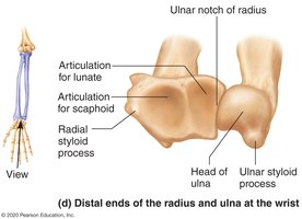 Distal ends of radius and ulna at the wrist
