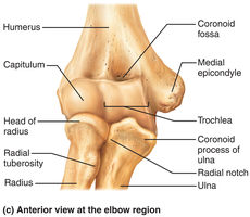 Anterior view at the elbow region