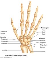 Bones of the hand, posterior view