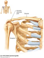 Articulated pectoral girdle