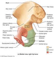 Medial view, right hip bone