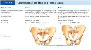 Comparison of male and female pelves