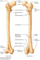 Right patella and femur