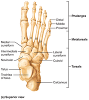 Bones of the right foot, superior view