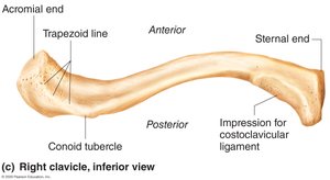 Right clavicle, inferior view