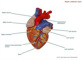 Heart, anterior view with labeled chambers and landmarks