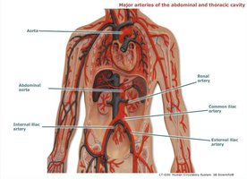 Major arteries of the abdominal and thoracic cavity