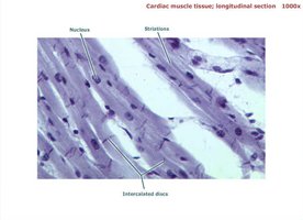 Cardiac muscle tissue, longitudinal section