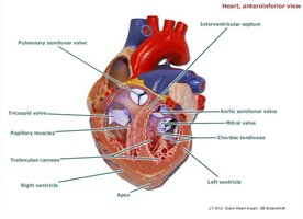 Heart, anteroinferior view showing internal structures and valves