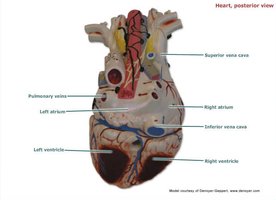 Heart, posterior view with major vessels labeled