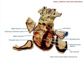 Heart, anterior sectional view showing chambers and valves