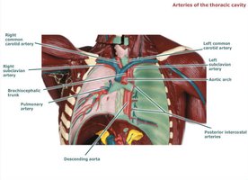 Arteries of the thoracic cavity