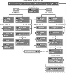 Overview flowchart of the reproductive system chapter, showing male and female anatomy, physiology, and regulation topics