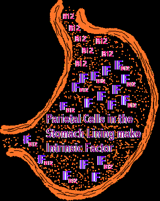Parietal cells in the stomach lining make intrinsic factor