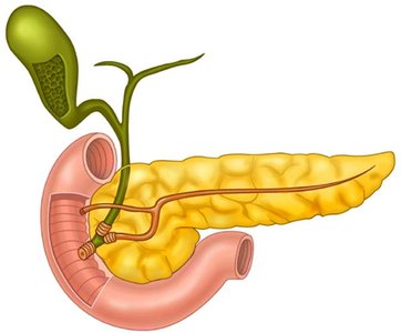 Pancreatic acinus structure
