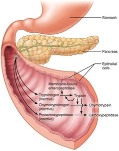 Duodenal activation of pancreatic proteases
