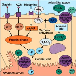 Mechanism of acid secretion in parietal cells