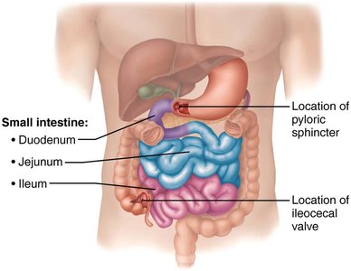 Liver, gallbladder, and pancreas anatomy