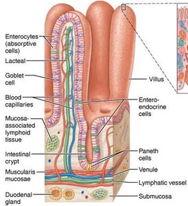 Histology of small intestine wall