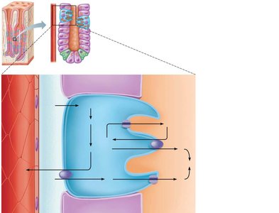 Mechanism of HCl secretion by parietal cells