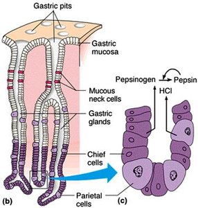 Gastric gland structure and pepsin secretion