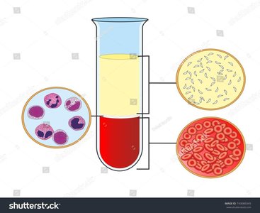 Diagram of blood composition showing plasma, white blood cells, and red blood cells