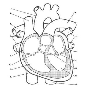 Diagram of the heart with labeled anatomical structures