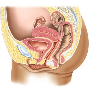 Sagittal section of female pelvis showing reproductive organs