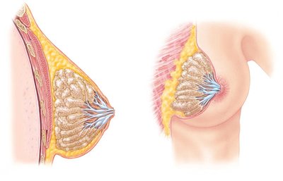 Diagram of mammary gland structure
