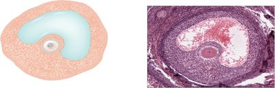 Histological and schematic images of follicle maturation