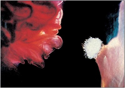Fimbriae of fallopian tube receiving ovulated oocyte