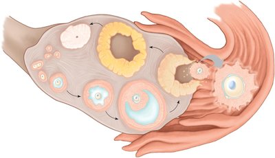 Diagram of ovarian cycle showing follicle development and ovulation