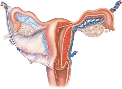Diagram of uterus, uterine tubes, and associated ligaments