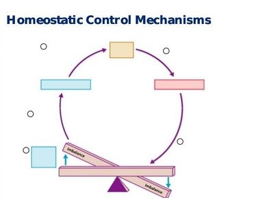 Diagram of homeostatic control mechanisms