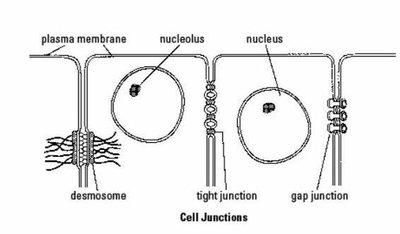 Diagram of cell junctions: desmosome, tight junction, gap junction