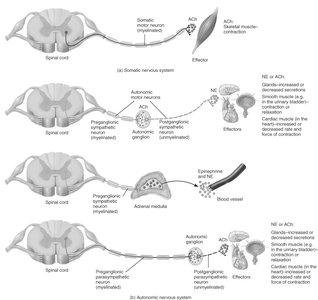 Somatic and autonomic motor pathways