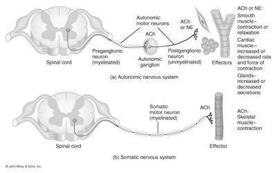Comparison of somatic and autonomic motor pathways