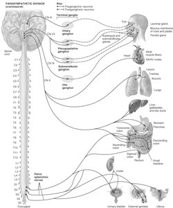 Parasympathetic division pathways